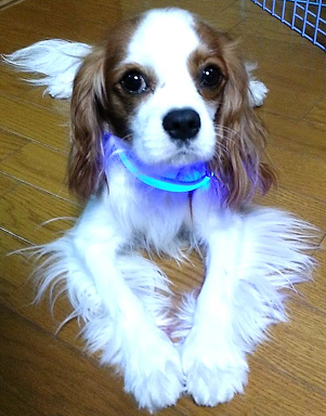 昔はLED首輪のモデルをしていたんだよ