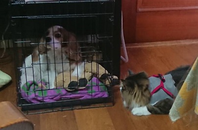 見つめられる（にらまれてる）とちょっと恥ずかしい（怖い）