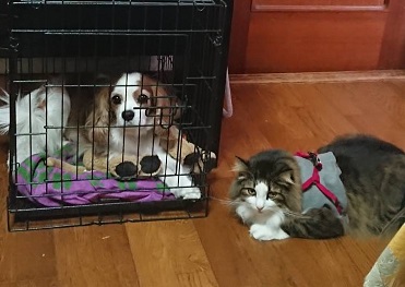 猫のフィル君が遊びに来たよ！