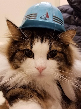 はちじんはキャットタワーなどの猫ちゃんリフォームも大得意！