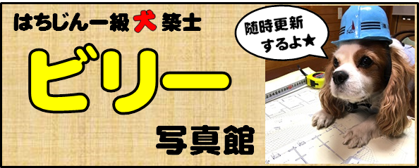 調布の一級建築士リフォーム会社はちじんの看板犬「ビリー」の写真ページ