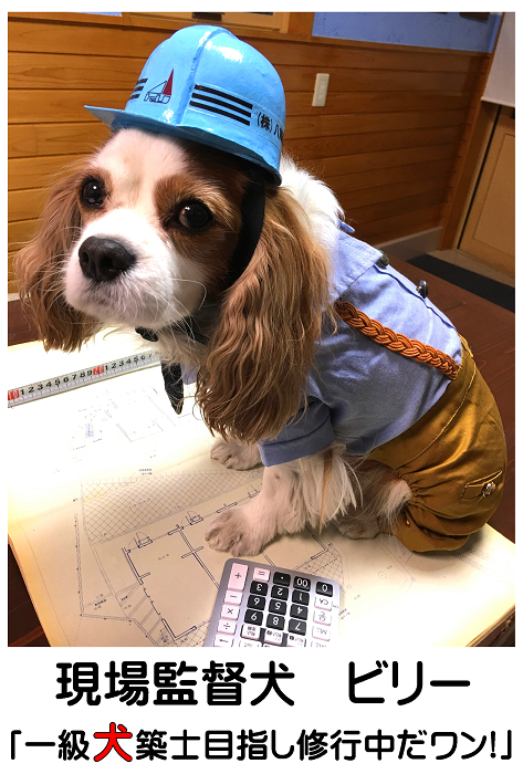 はちじんのマスコットガール!現場監督犬の「ヴィヴィアン」です。